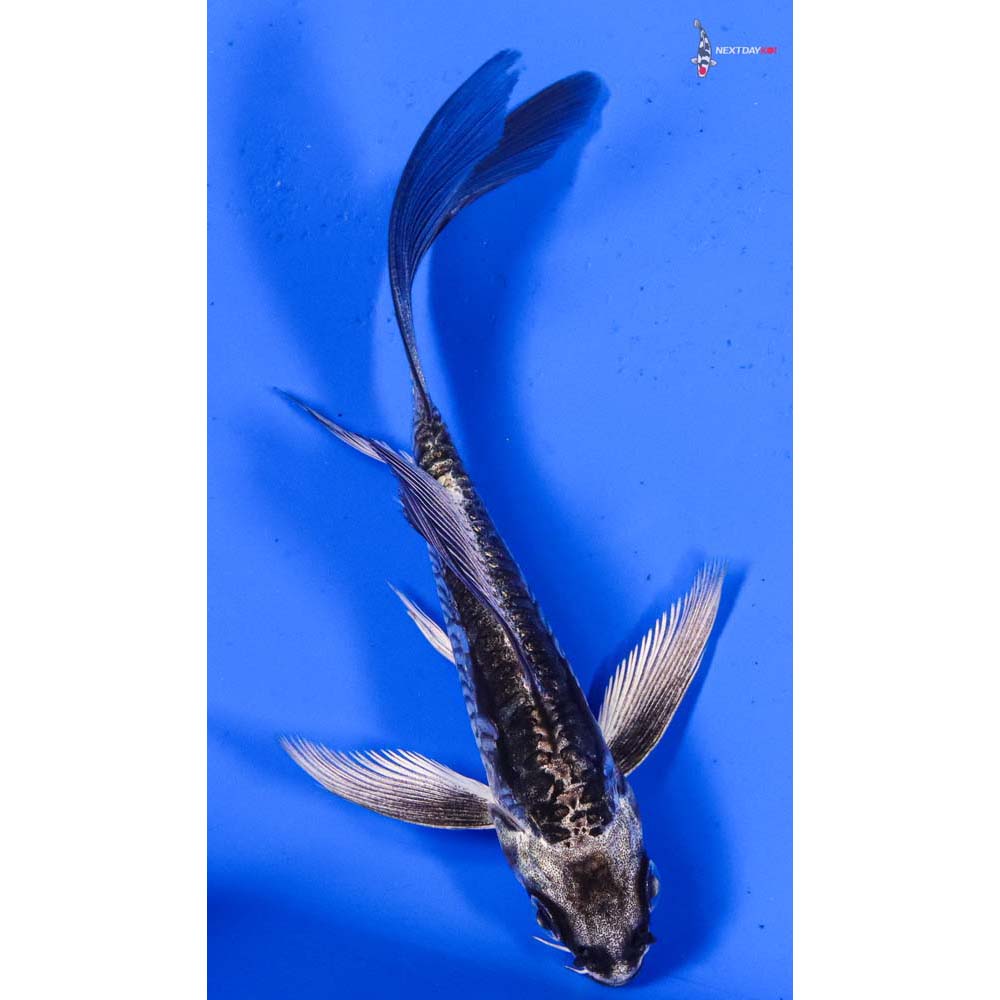4” Imported Kikokuryu Butterfly Koi