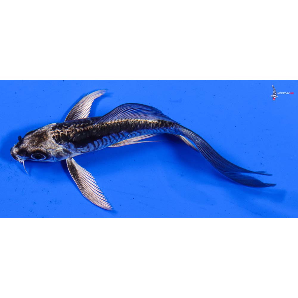 4” Imported Kikokuryu Butterfly Koi