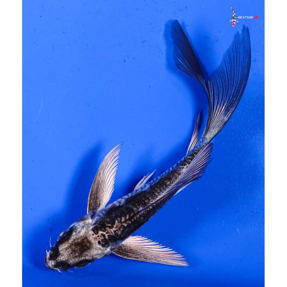4” Imported Kikokuryu Butterfly Koi