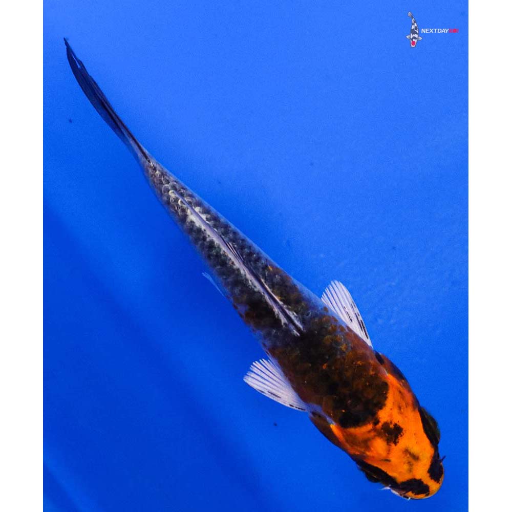 3.5” Imported Kujaku