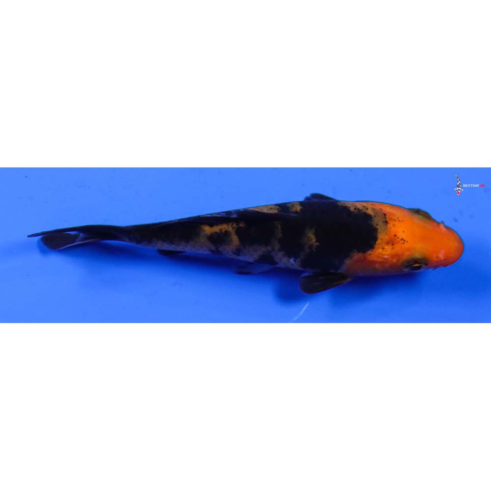 3.5” Imported Aka Bekko