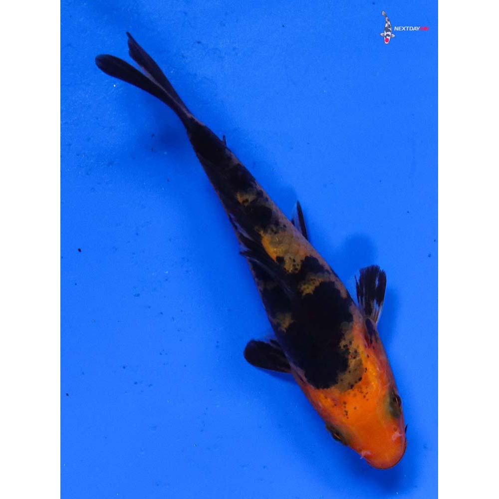 3.5” Imported Aka Bekko