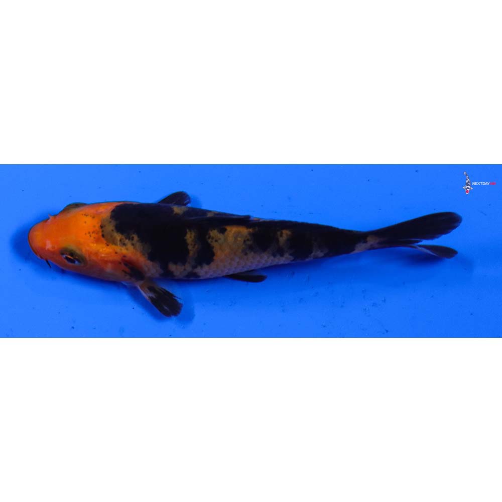 3.5” Imported Aka Bekko