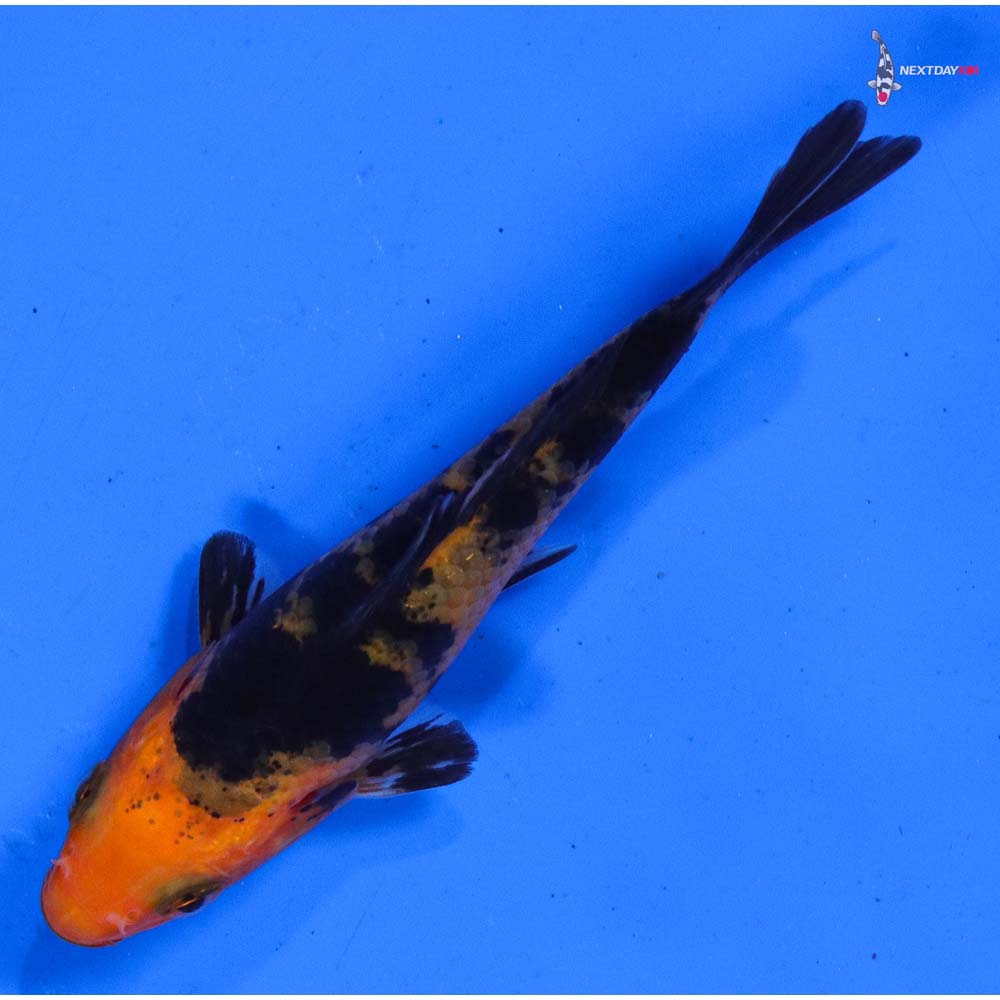 3.5” Imported Aka Bekko