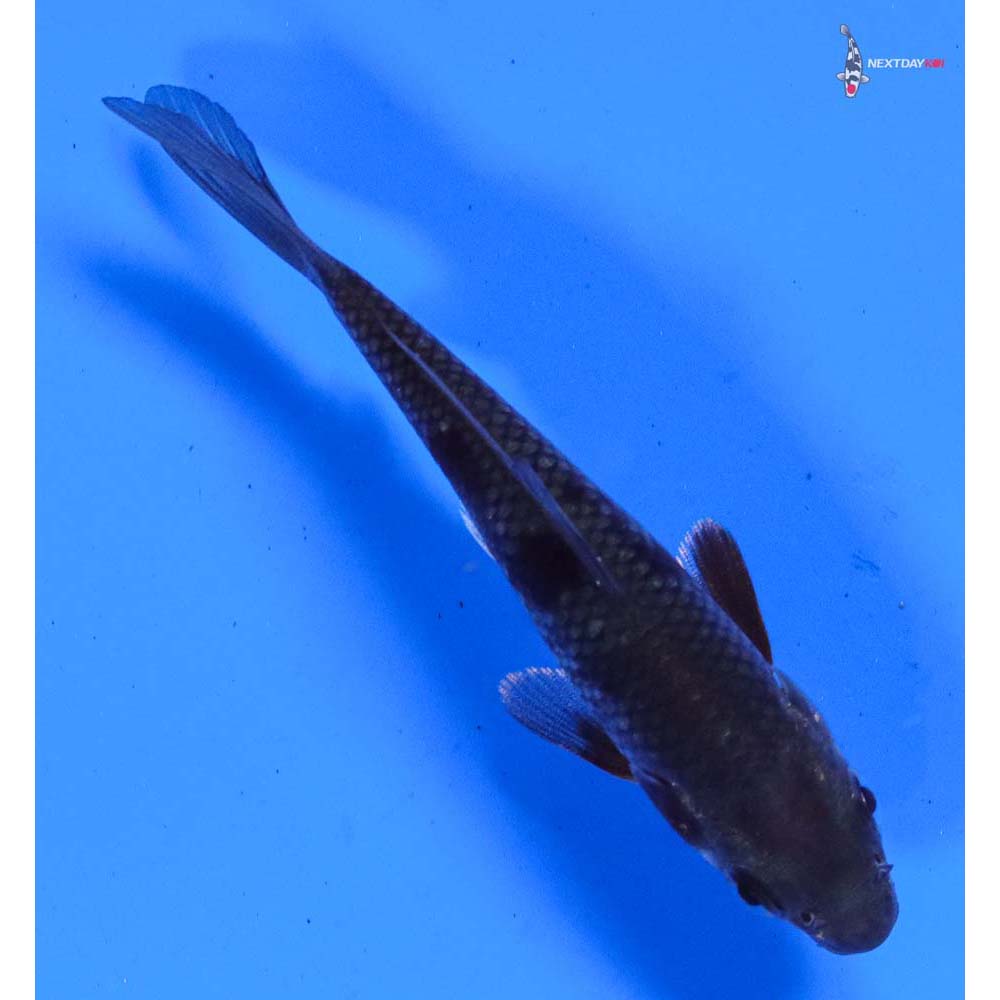 3.5” Imported Ochiba Shigure