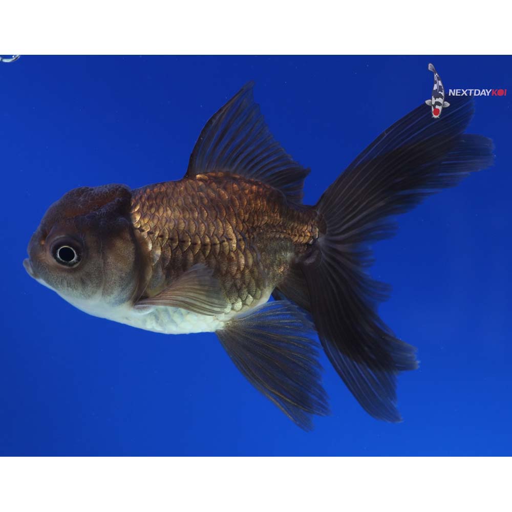 4” Imported Bronze Oranda