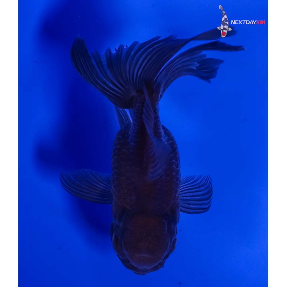 4” Imported Bronze Oranda