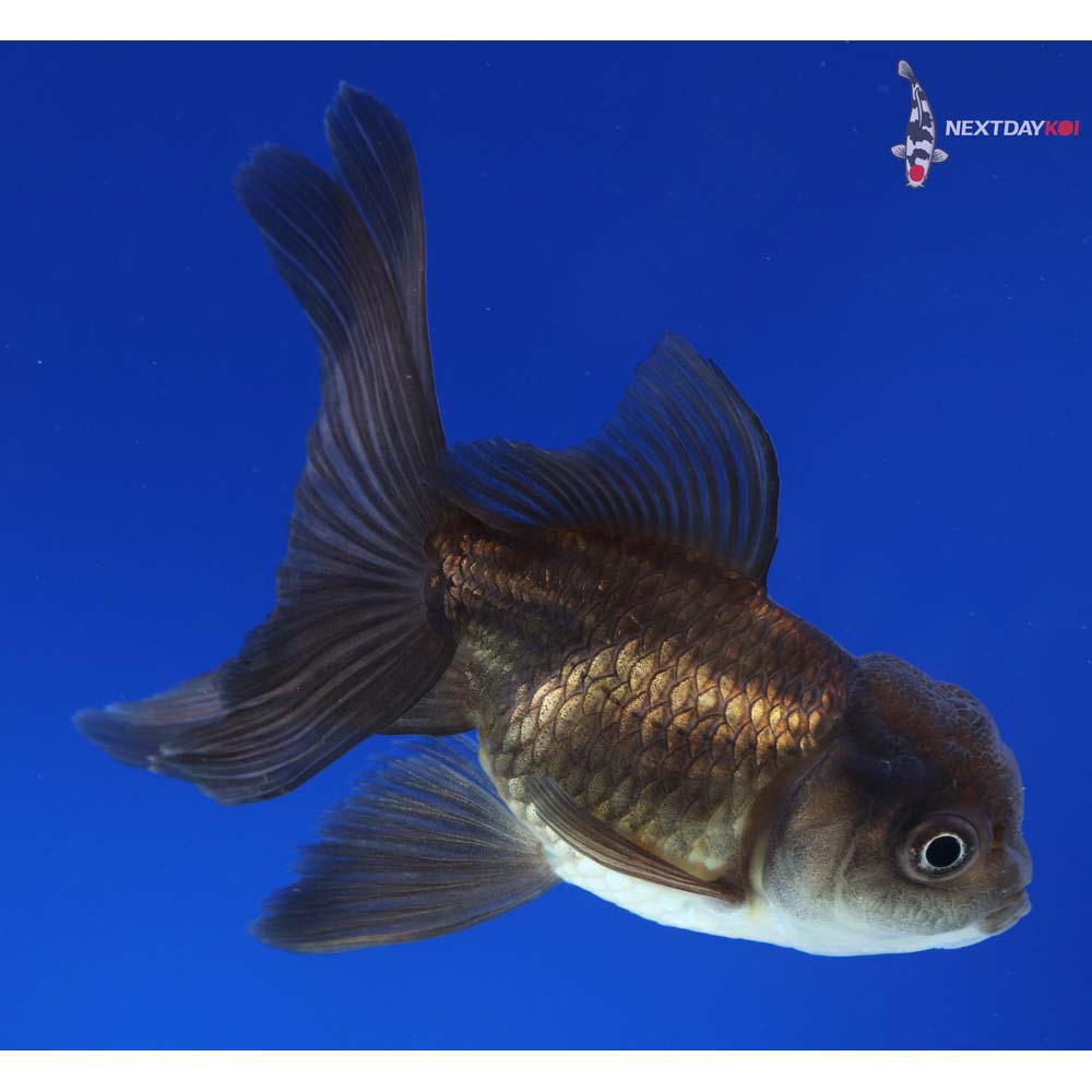 4” Imported Bronze Oranda