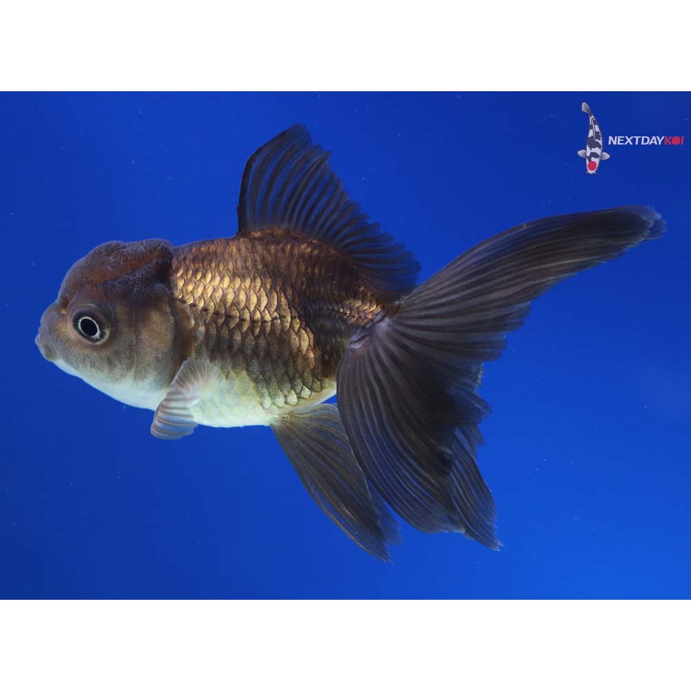 4” Imported Bronze Oranda