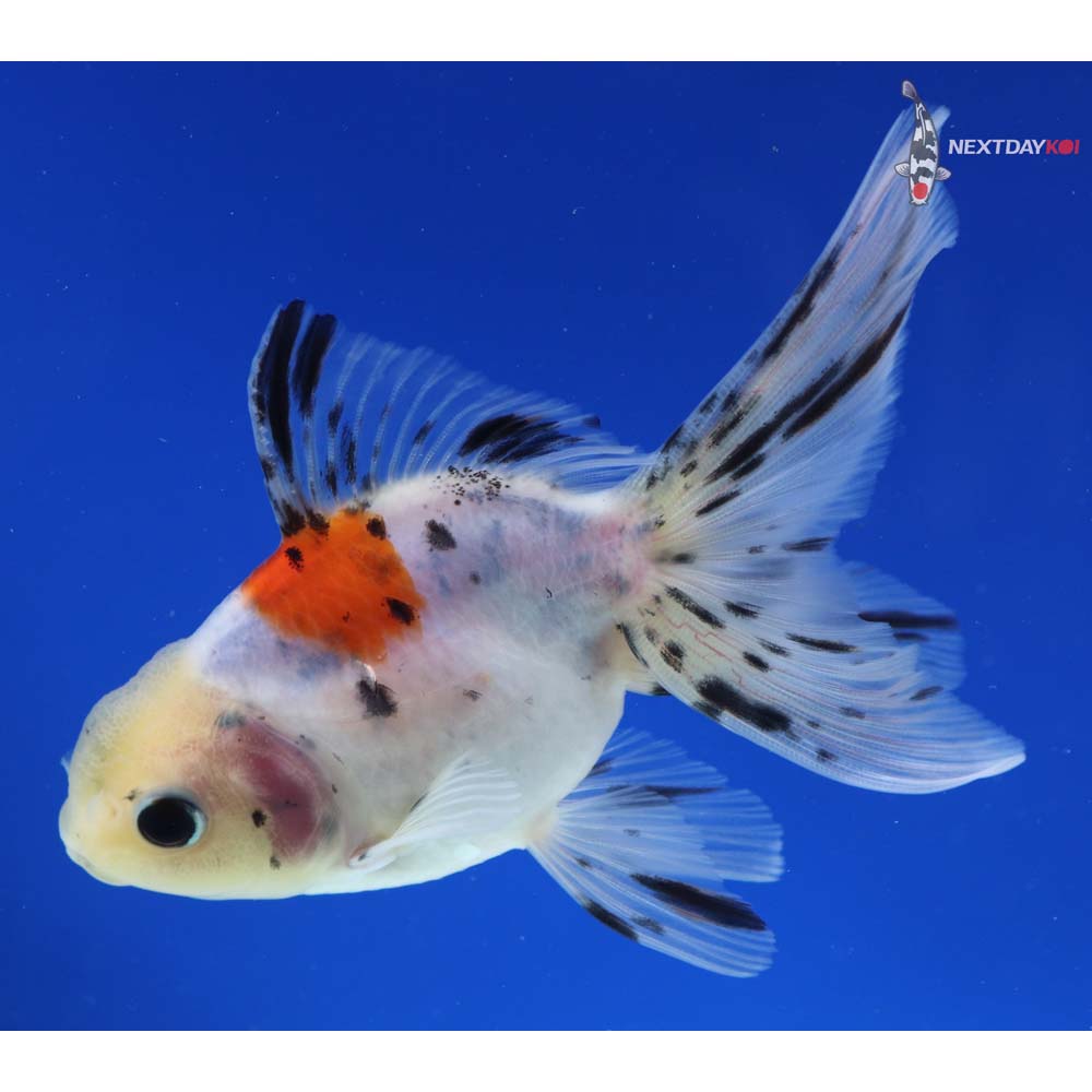 4.5” Imported Calico Oranda