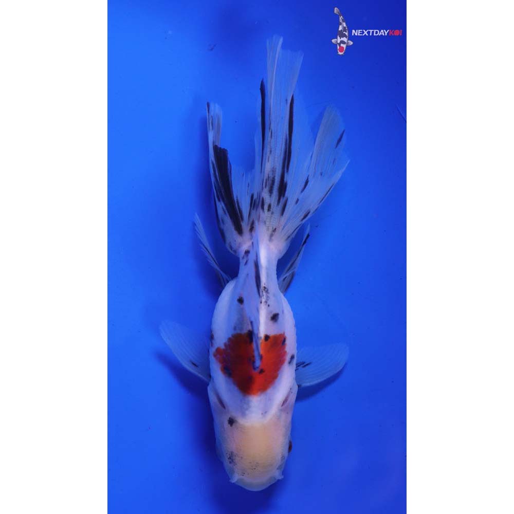 4.5” Imported Calico Oranda