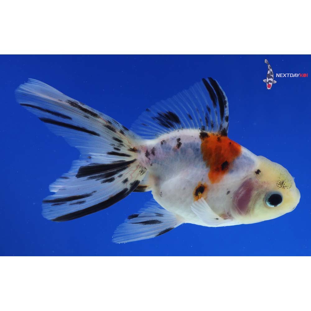 4.5” Imported Calico Oranda