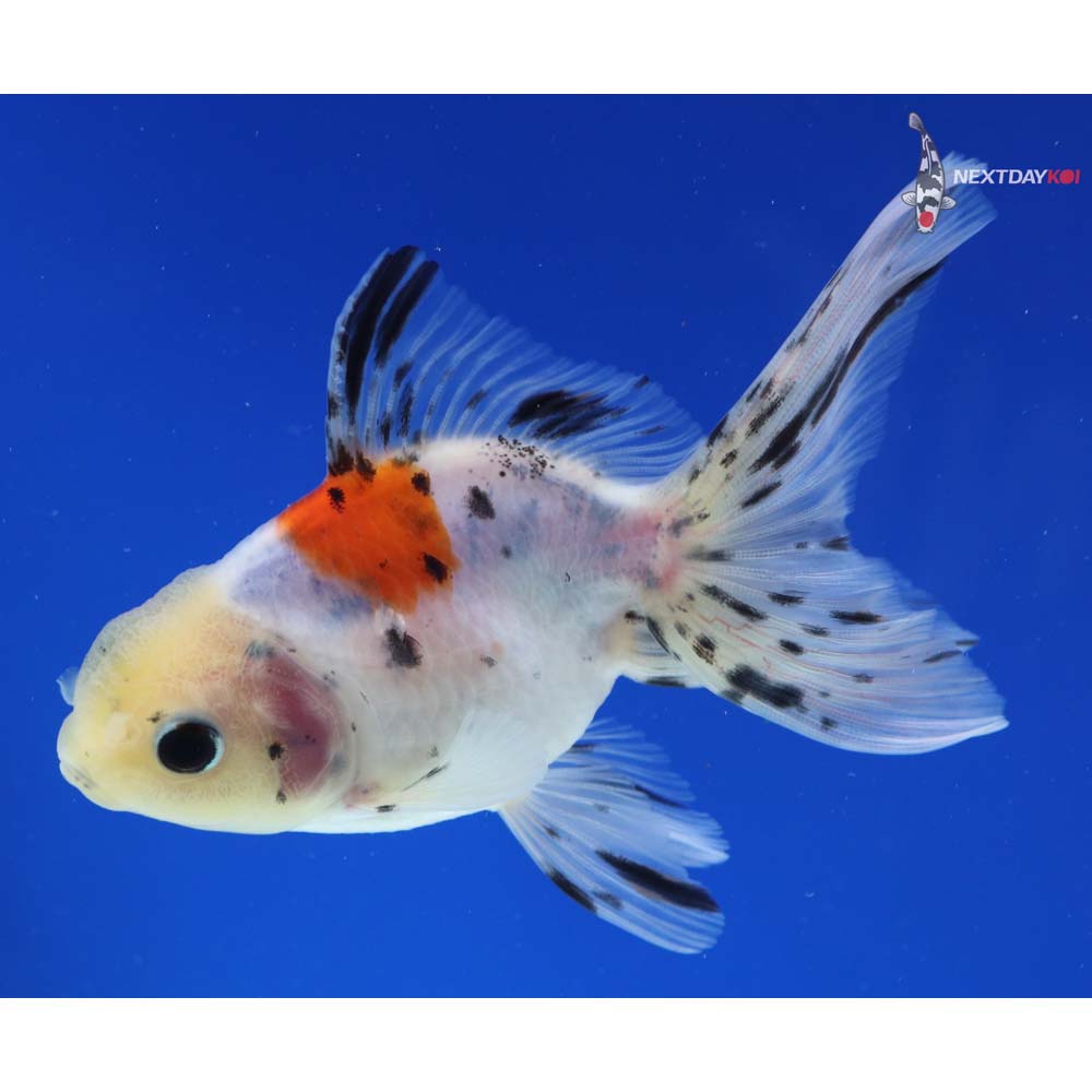 4.5” Imported Calico Oranda