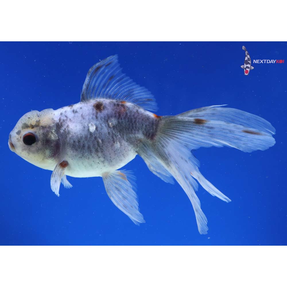 5” Imported Calico Oranda