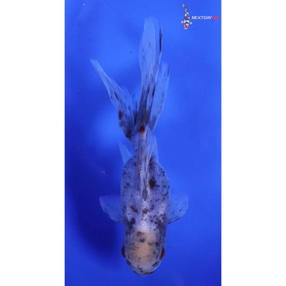 5” Imported Calico Oranda