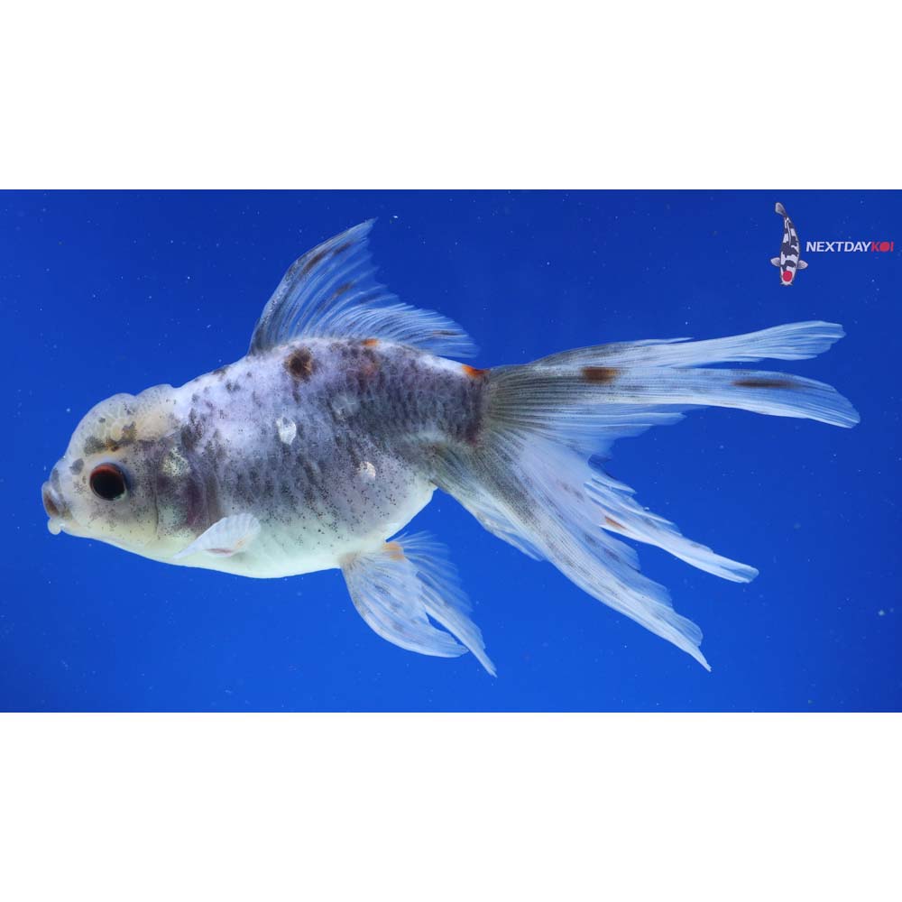 5” Imported Calico Oranda