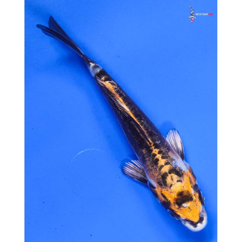 5” Imported Kin Kikokuryu