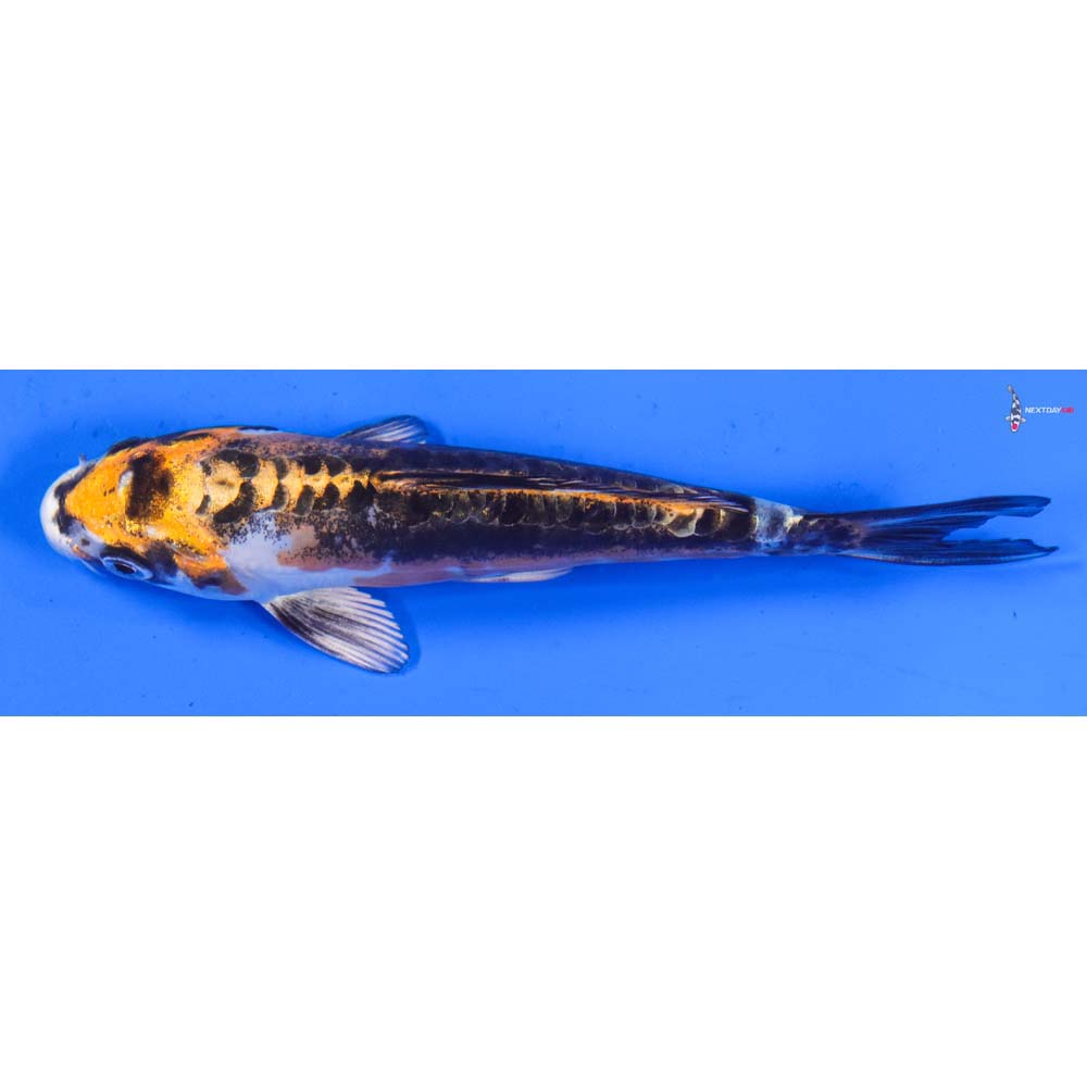 5” Imported Kin Kikokuryu