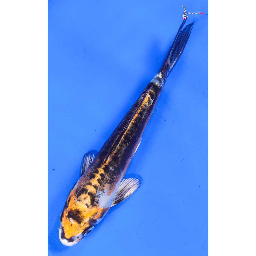 5” Imported Kin Kikokuryu