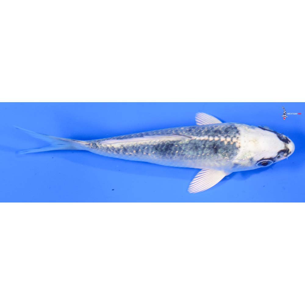 5” Imported Gin Matsuba