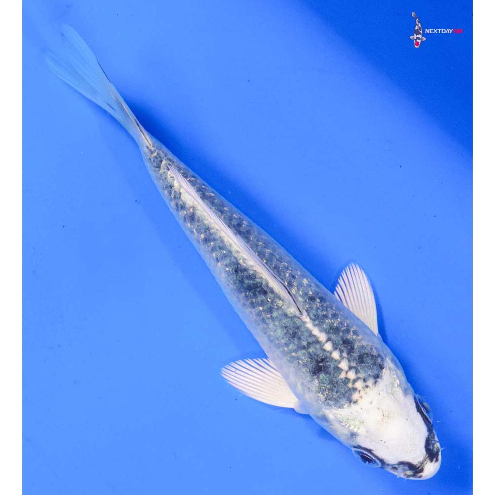 5” Imported Gin Matsuba