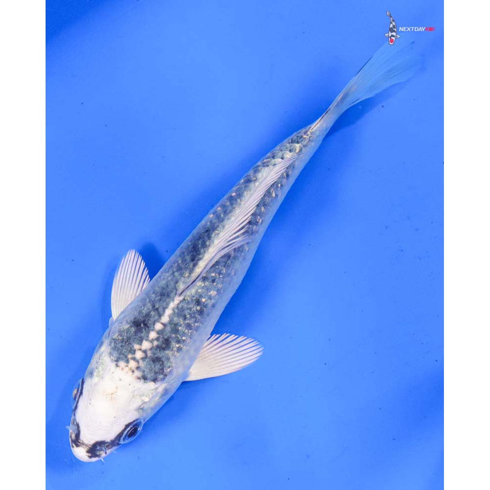 5” Imported Gin Matsuba