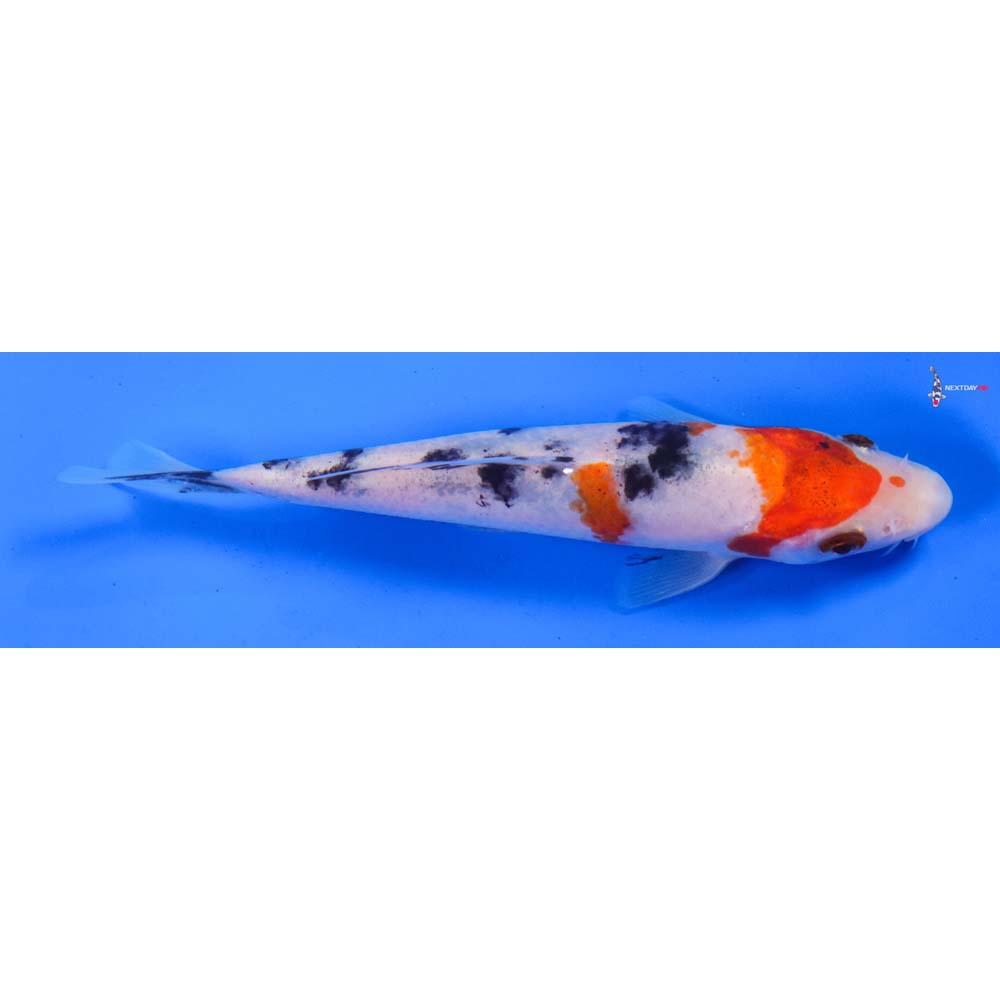 5.5” Imported Sanke