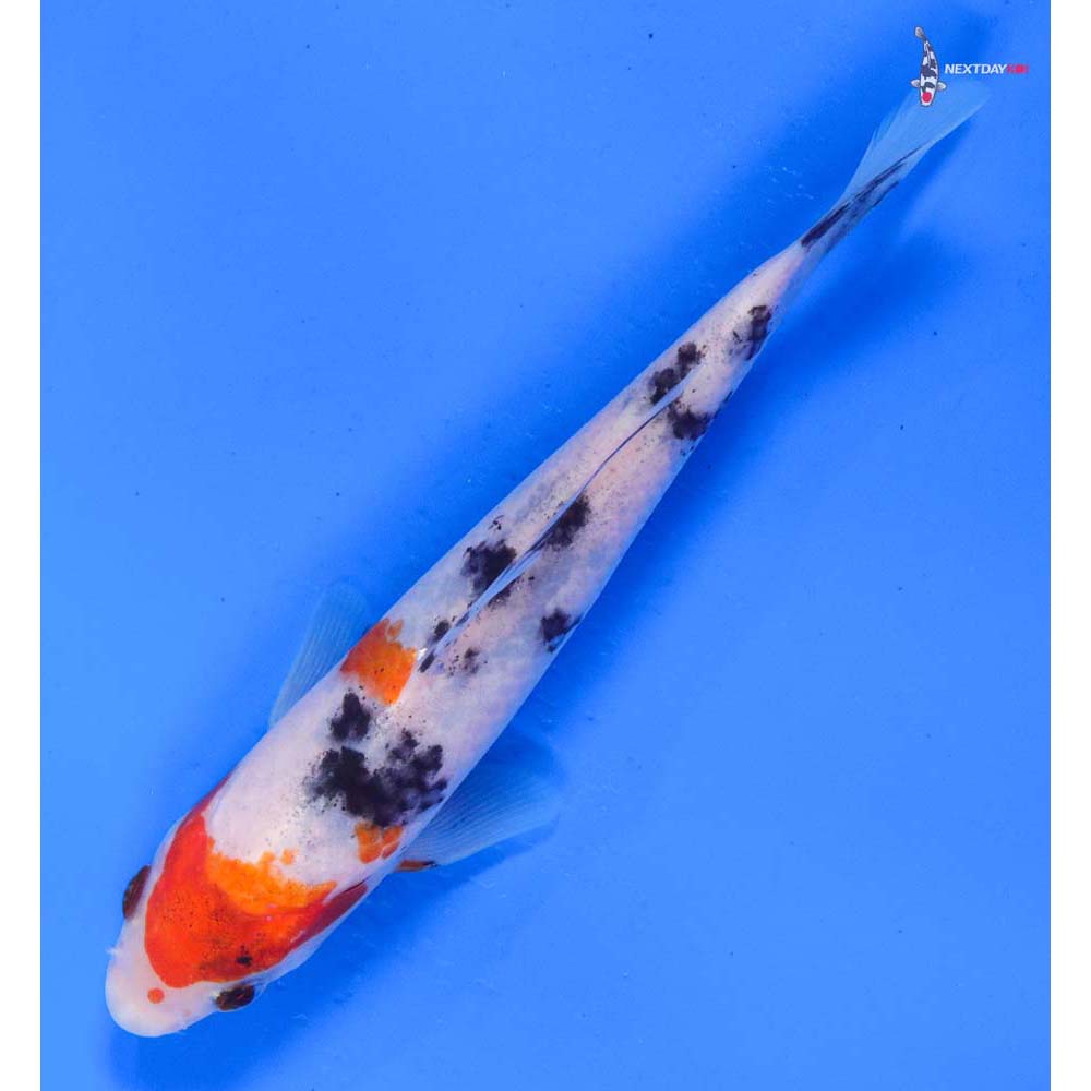 5.5” Imported Sanke