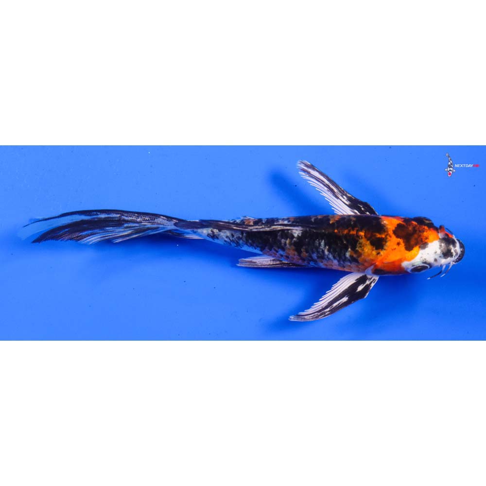 6” Imported Yamato Nishiki Butterfly Koi