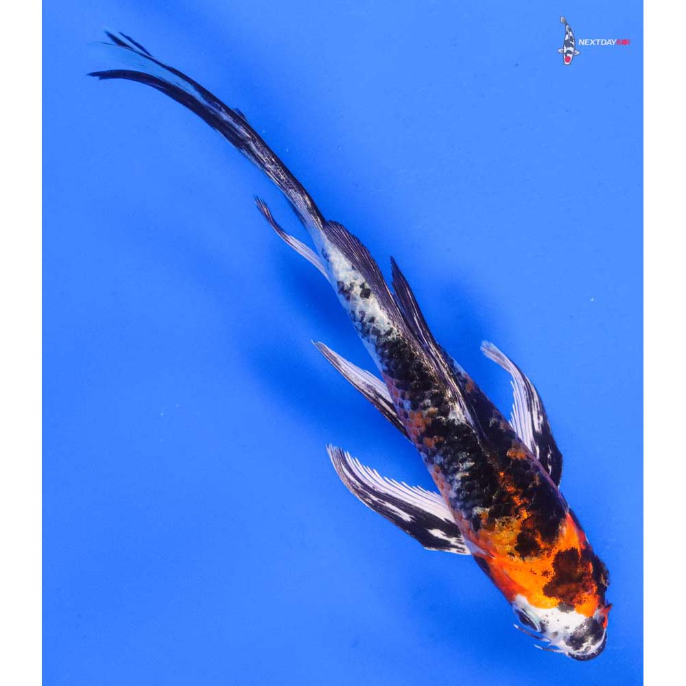 6” Imported Yamato Nishiki Butterfly Koi