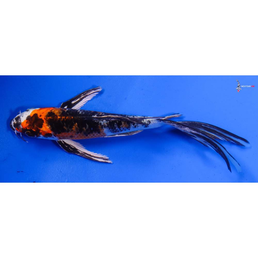 6” Imported Yamato Nishiki Butterfly Koi