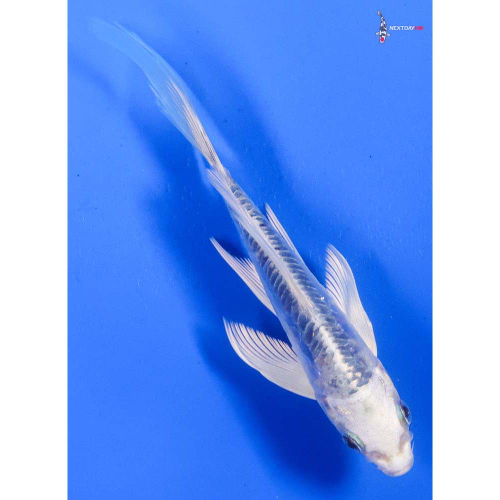 5” Imported Doitsu Platinum Ogon Butterfly Koi