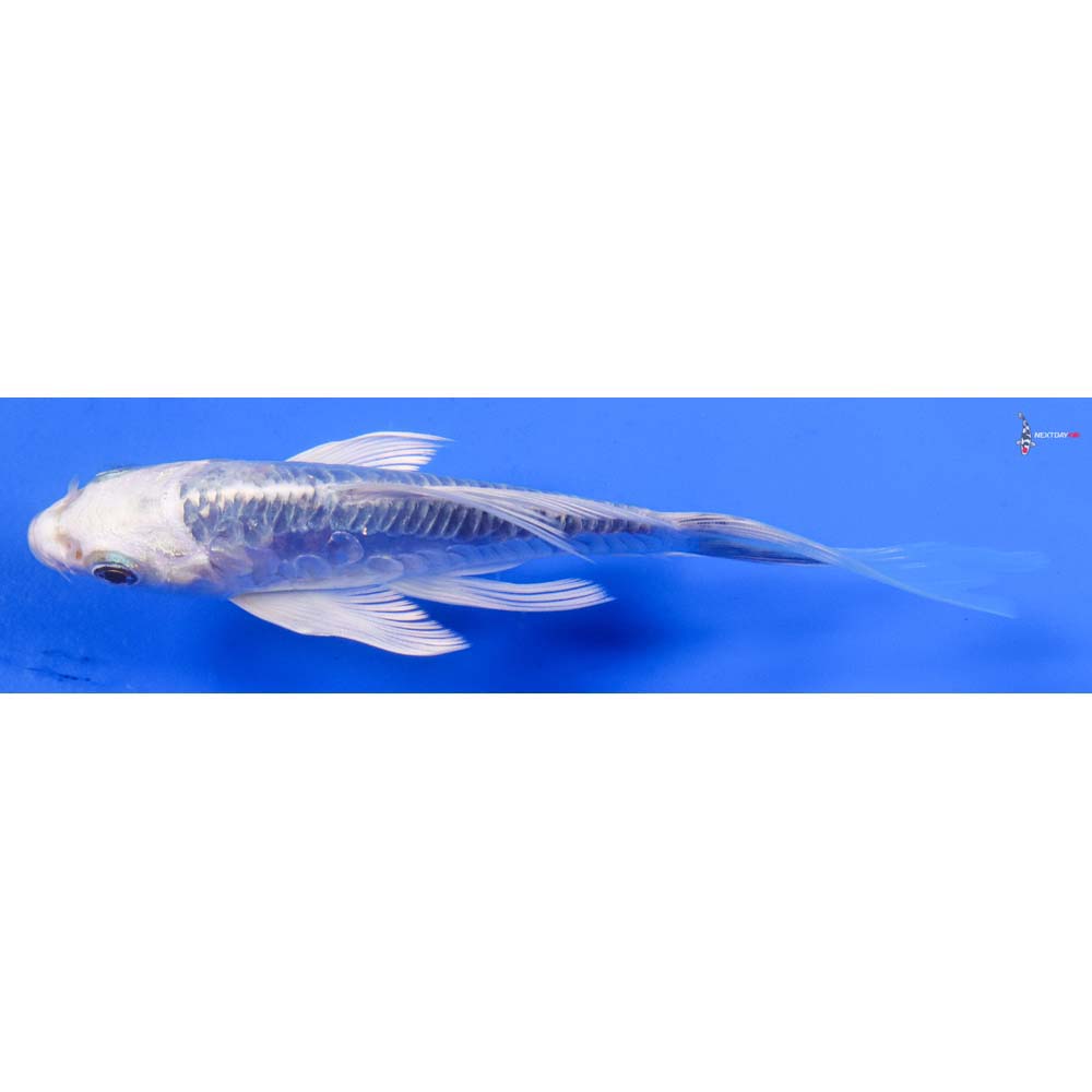 5” Imported Doitsu Platinum Ogon Butterfly Koi