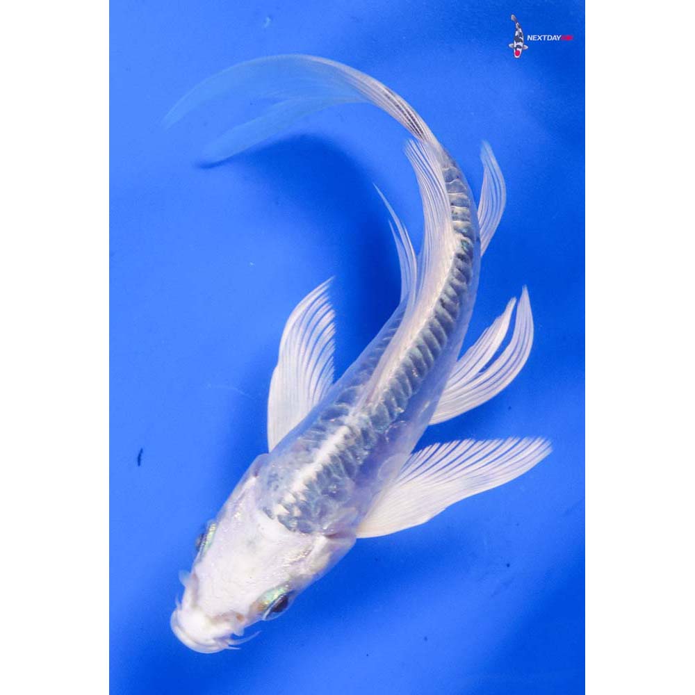 5” Imported Doitsu Platinum Ogon Butterfly Koi
