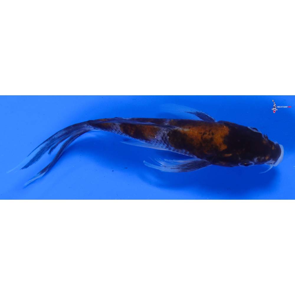 5” Imported Showa Butterfly Koi
