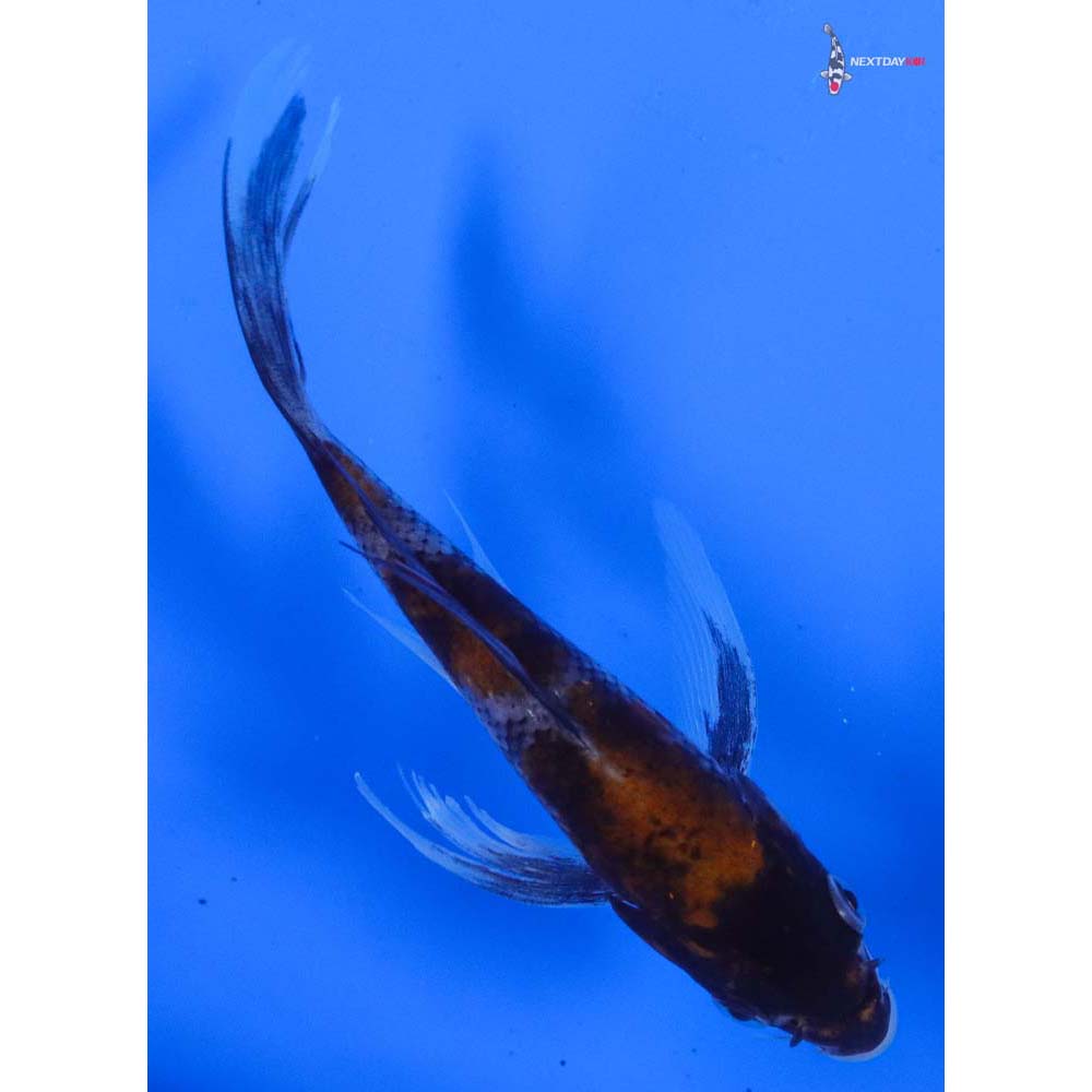 5” Imported Showa Butterfly Koi
