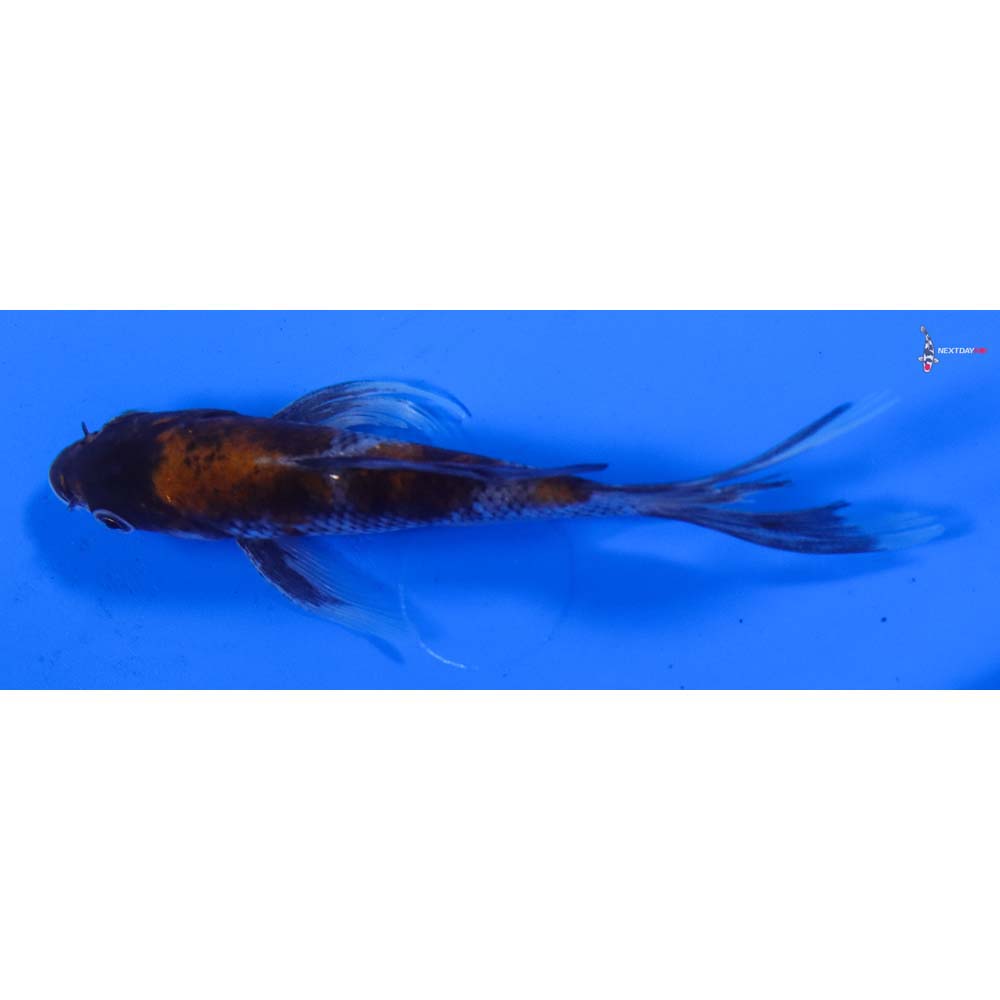 5” Imported Showa Butterfly Koi