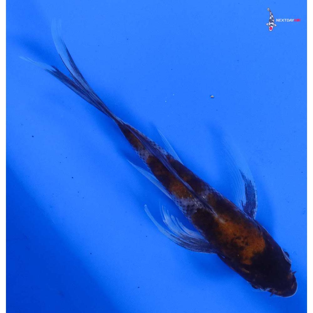 5” Imported Showa Butterfly Koi