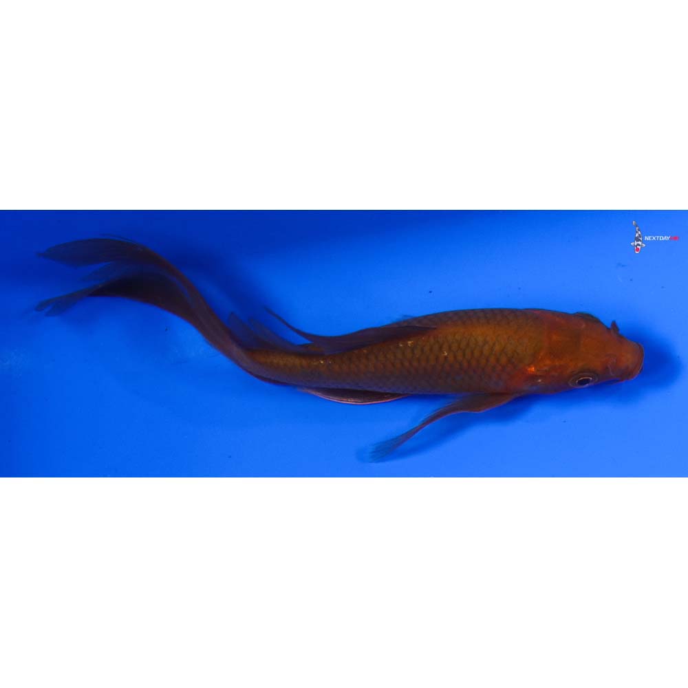 5” Imported Chagoi Butterfly Koi
