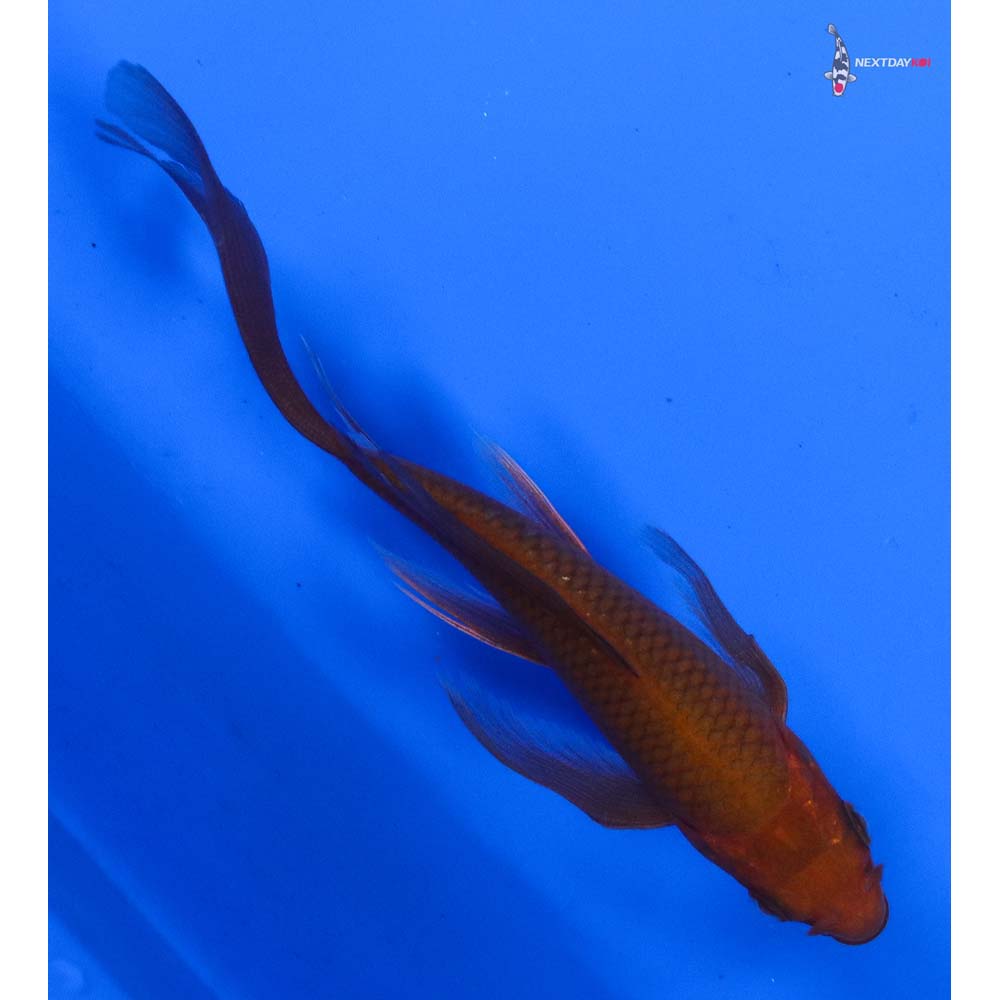 5” Imported Chagoi Butterfly Koi