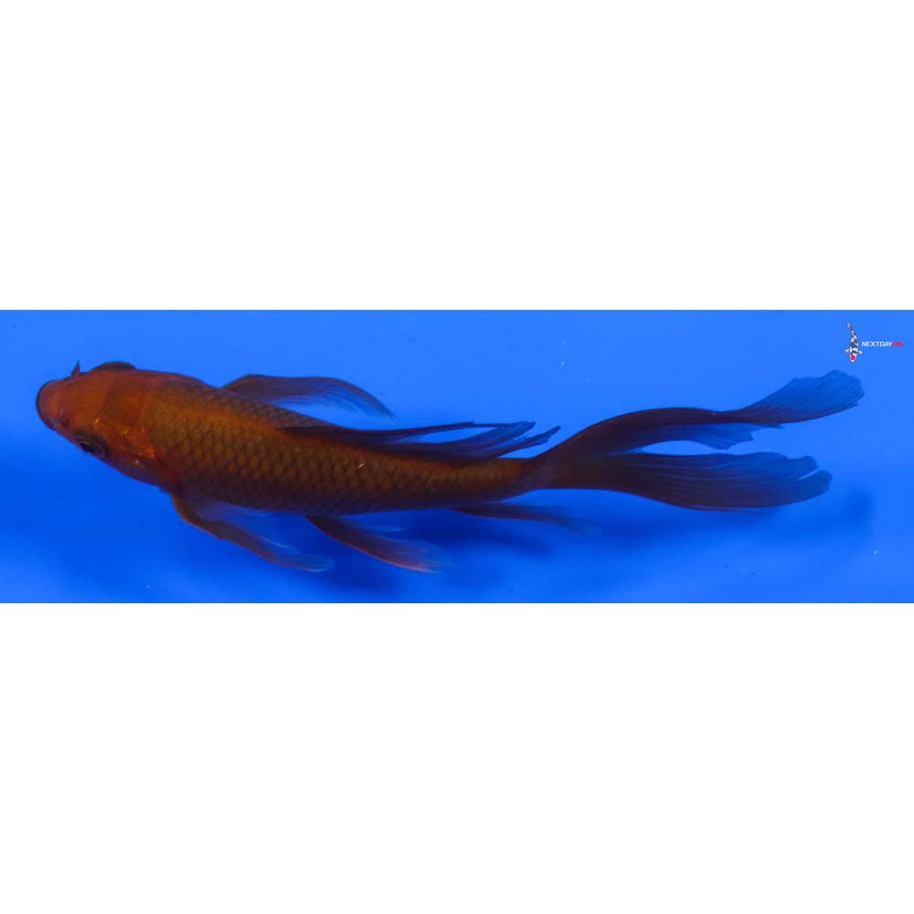 5” Imported Chagoi Butterfly Koi