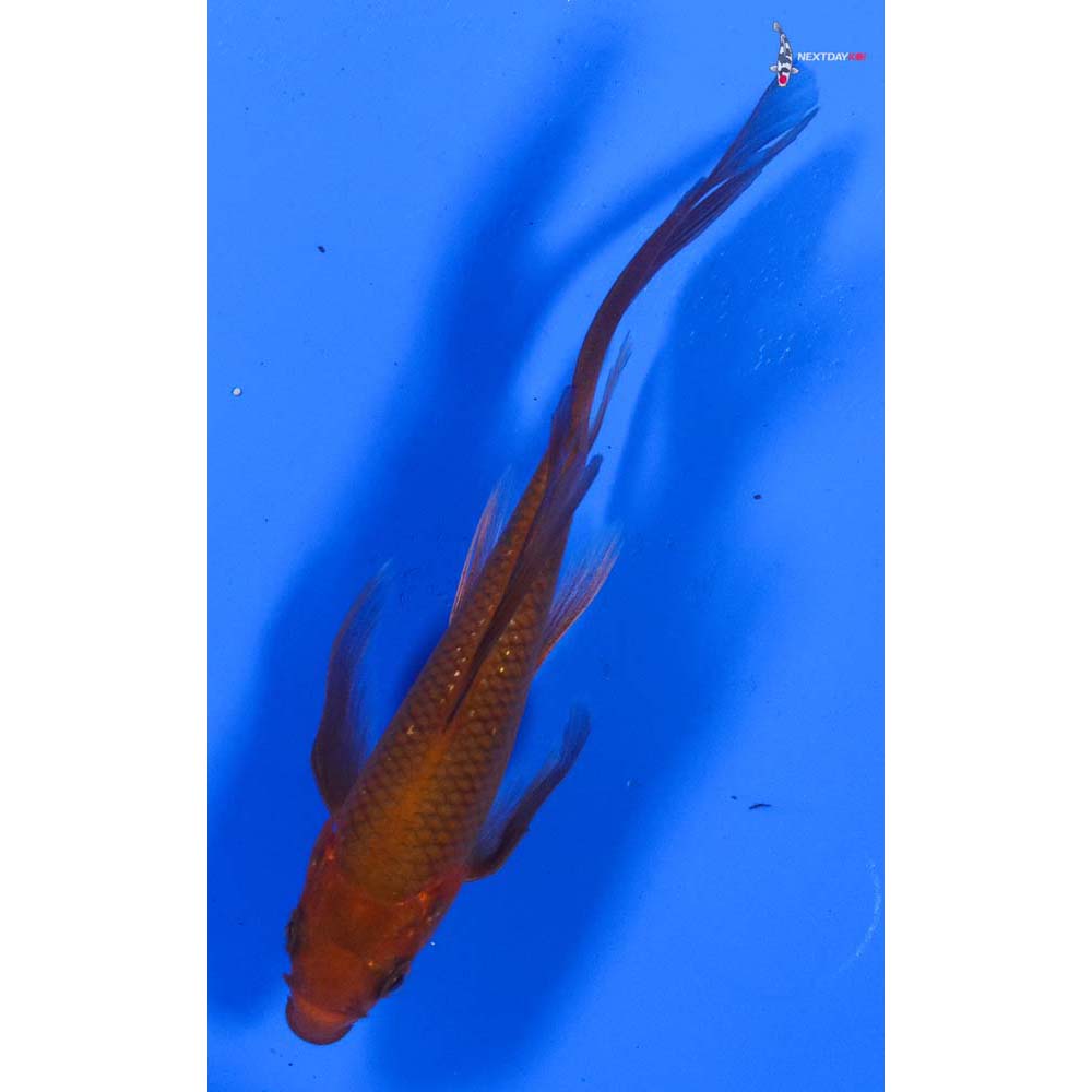 5” Imported Chagoi Butterfly Koi