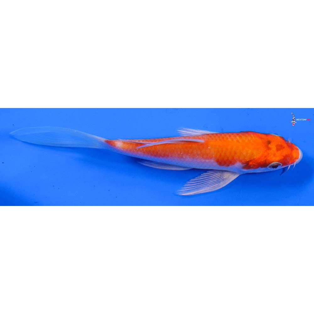 5” Imported Hariwake Butterfly Koi