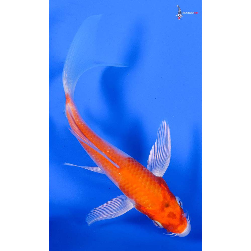 5” Imported Hariwake Butterfly Koi