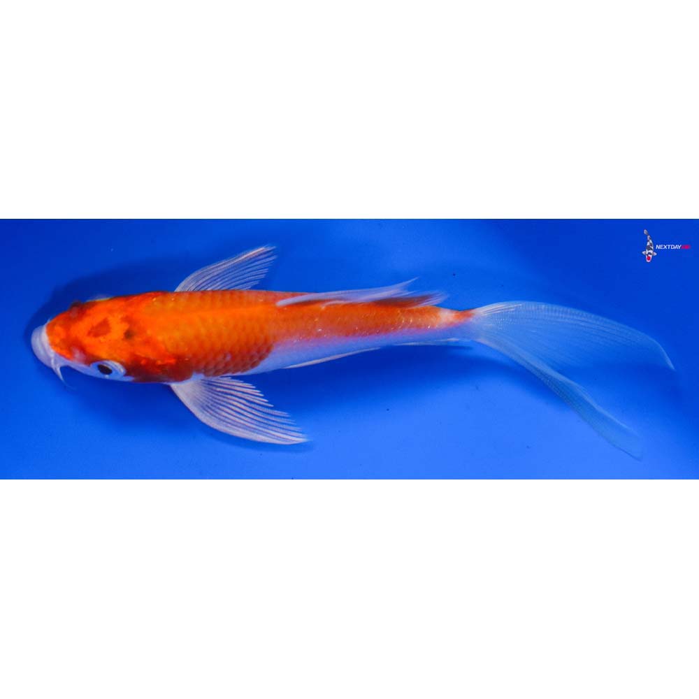 5” Imported Hariwake Butterfly Koi