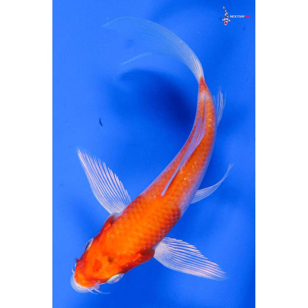 5” Imported Hariwake Butterfly Koi
