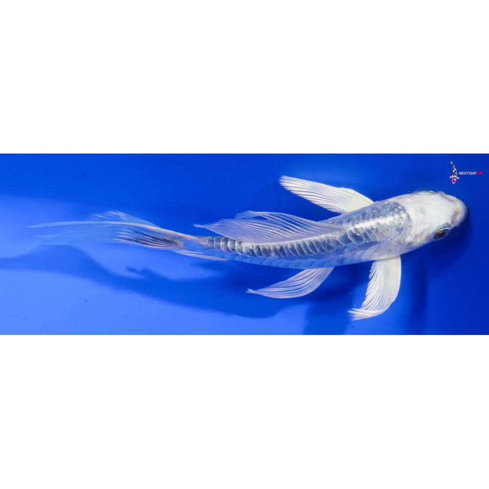 5” Imported Doitsu Platinum Ogon Butterfly Koi