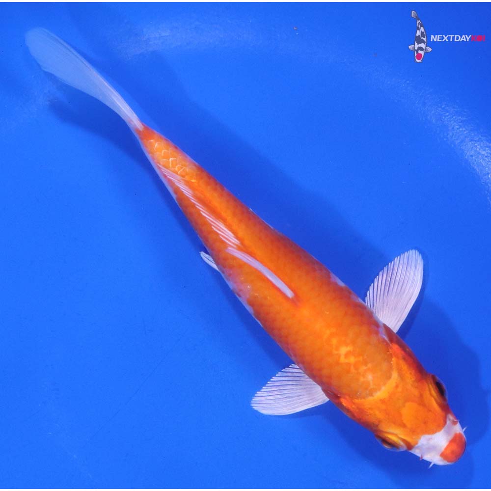 5” Imported Hariwake