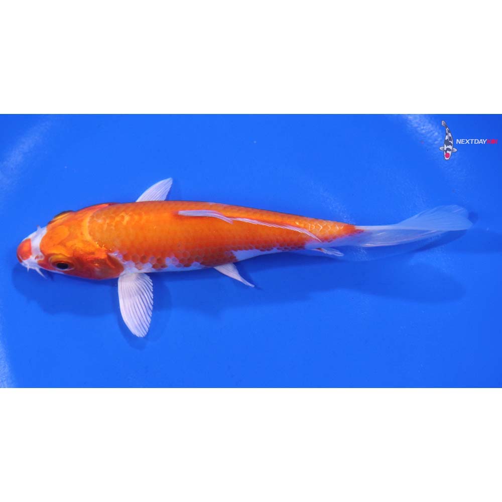 5” Imported Hariwake