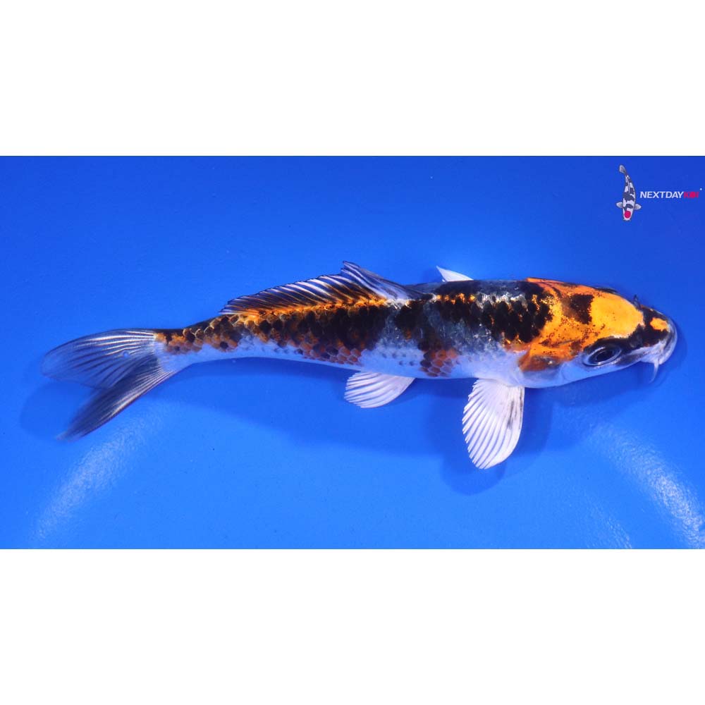 5.5” Imported Kujaku
